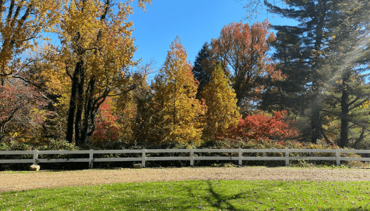 Mccoy trees fall