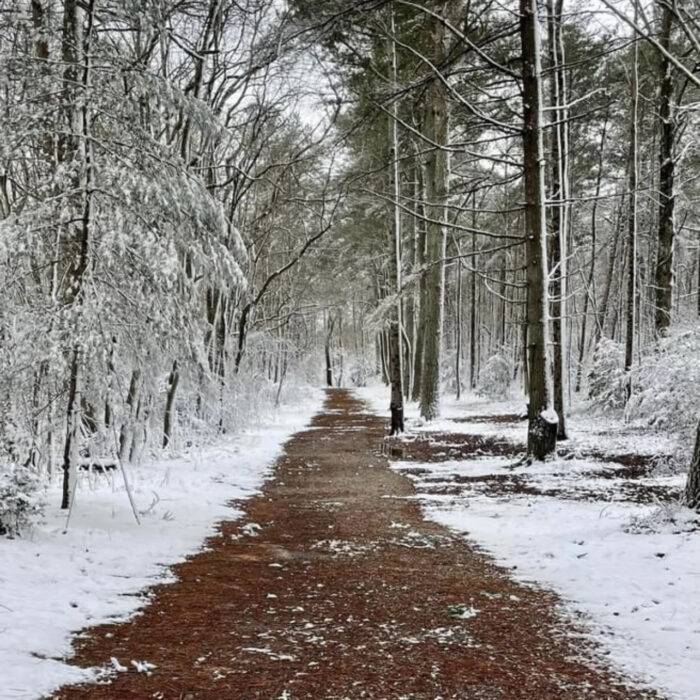 winter pinetum trail