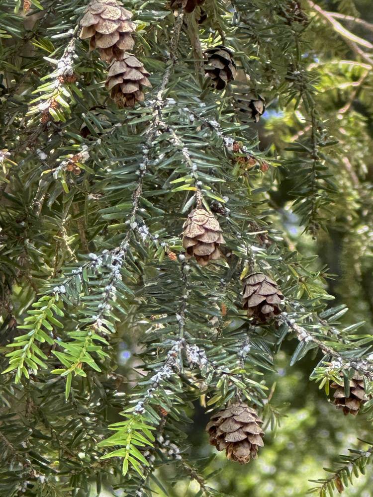 Close-up of hemlock woolly adelgid ovisacs on a hemlock branch