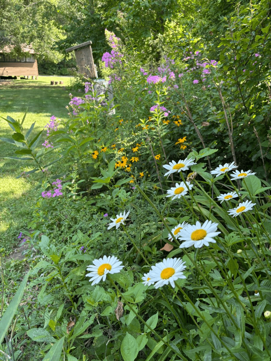 Native pollinator garden border with daisies and black-eyed Susans at McCoy Farm & Gardens