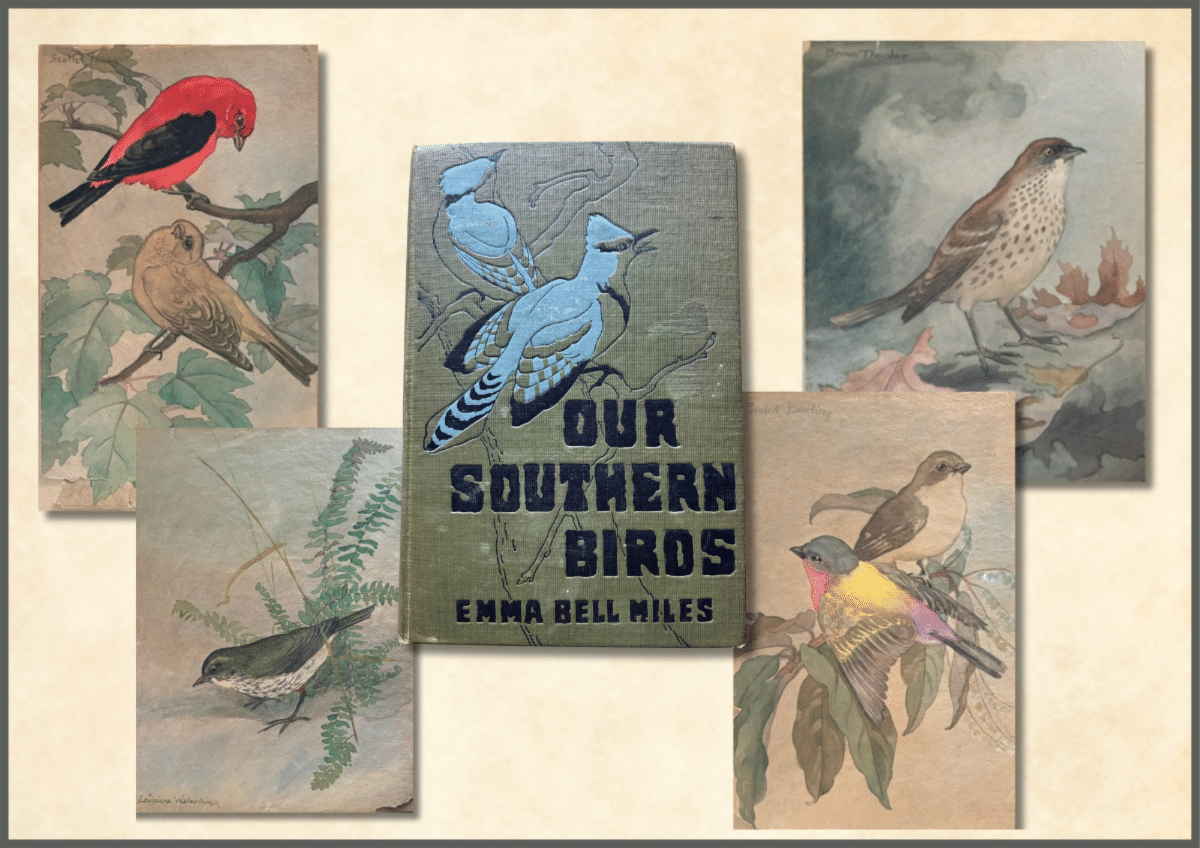 Emma Bell Miles bird paintings from the Patten Family collection arranged around a first edition copy of Our Southern Birds