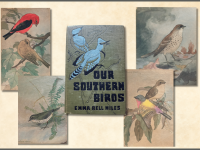 Emma-Bell-Miles-Bird-Artwork-Our-Southern-Birds-Post-upload