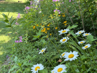 Native-Pollinator-Garden-Border-Post-upload